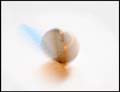 'Proud of the Orange and blue Spinning Quarter' by Ryan Alexander Foreman